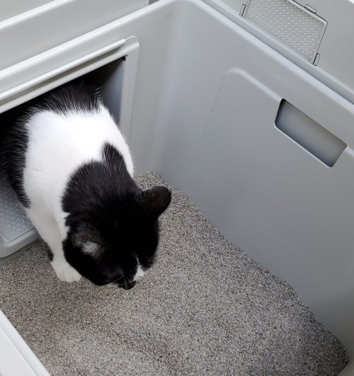 indoor-cat-using-privy-kitty-outhouse